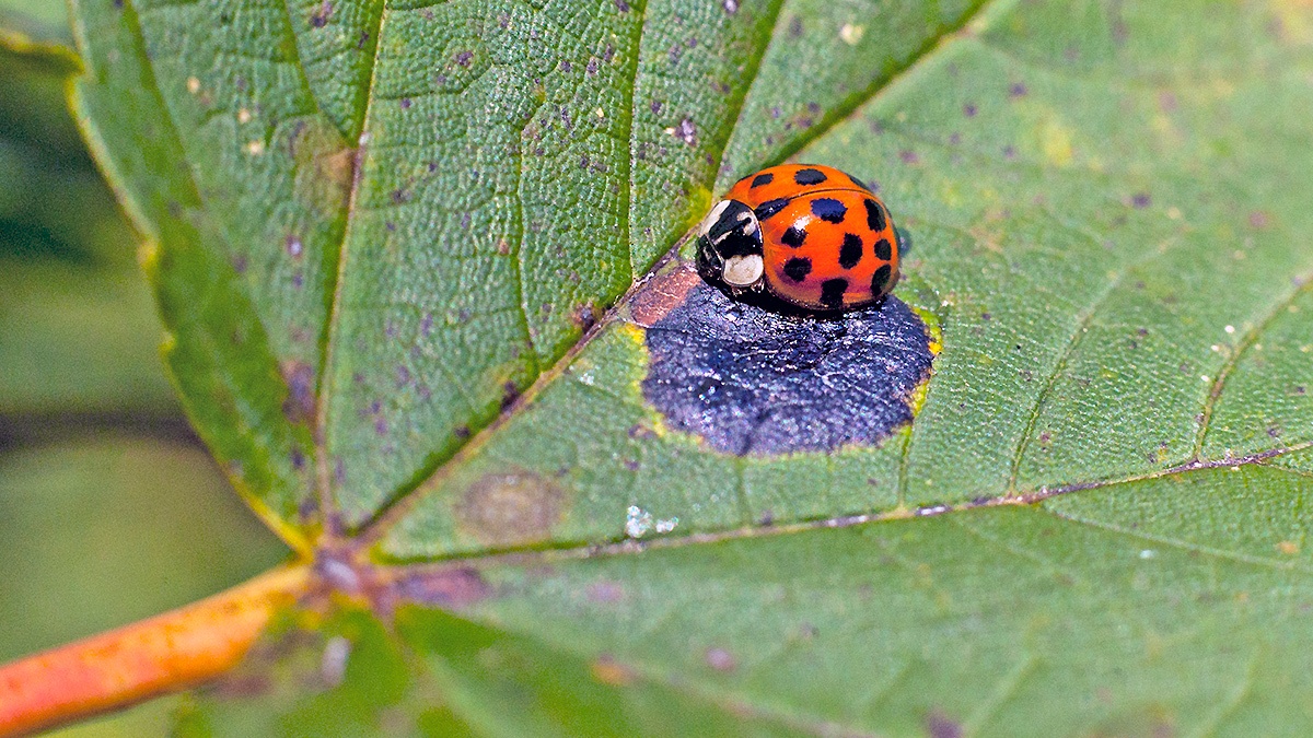 Harlequin Ladybird [Harmonia axyridis]