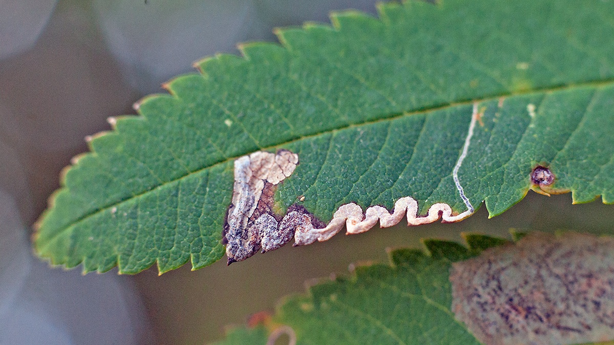 Rowan Dot moth [Stigmella nylandriella]