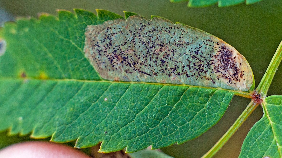 Hawthorn Leaf-miner moth [Phyllonorycter corylifoliella]