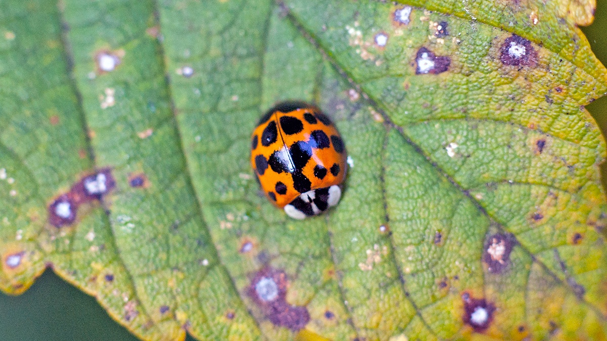 Harlequin Ladybird [Harmonia axyridis]
