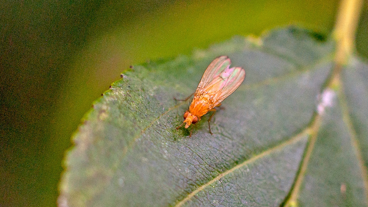 Lauxaniid fly [Tricholauxania praeusta?]