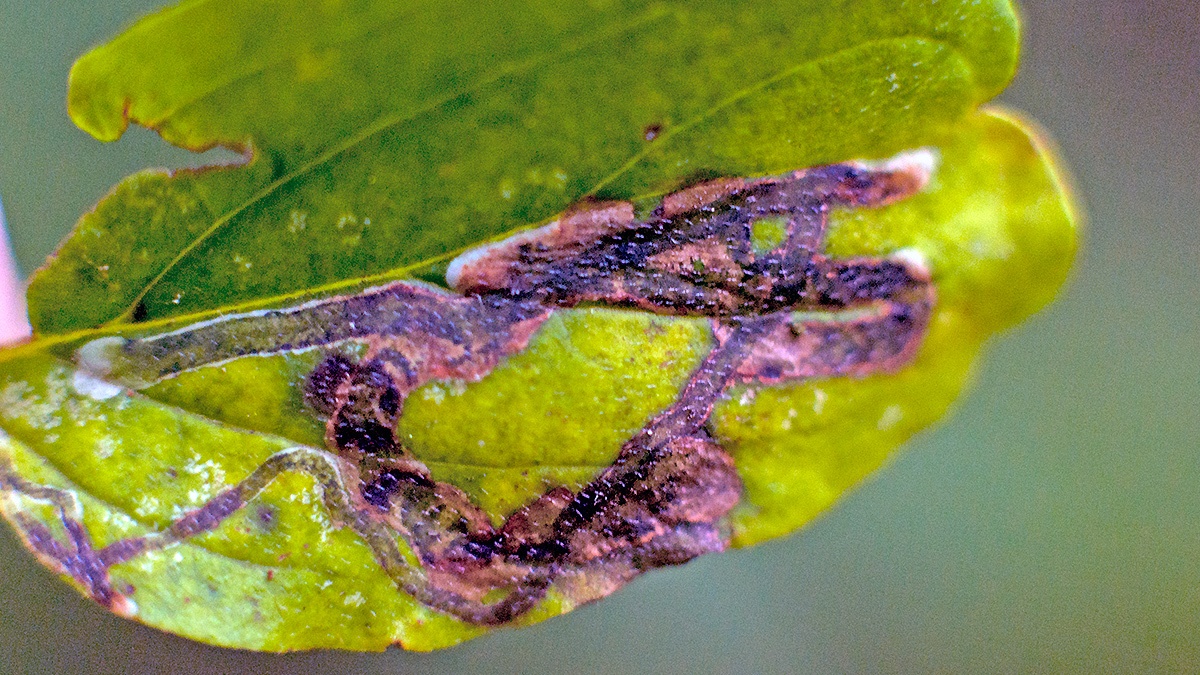 Dogwood Leaf Miner [Phytomyza agromyzina]