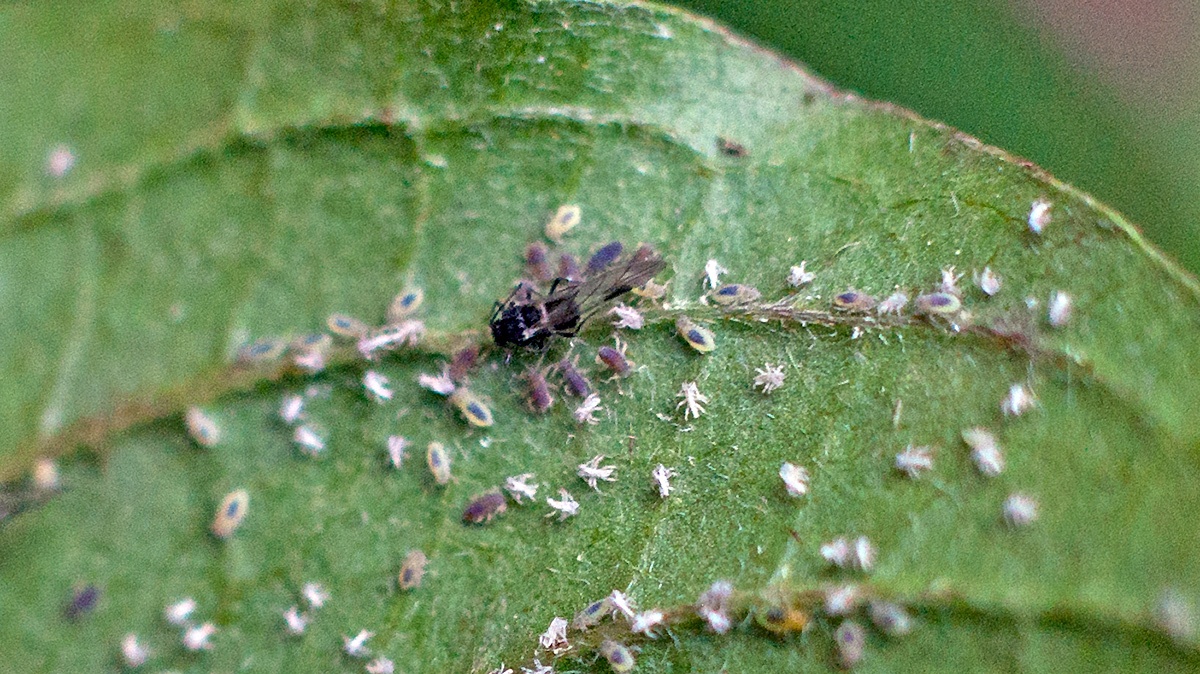 Common Dogwood-grass Aphid [Anoecia corni]