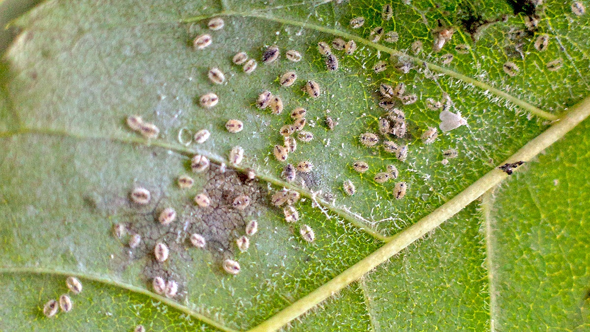 Ash Whitefly [Siphoninus phillyreae]