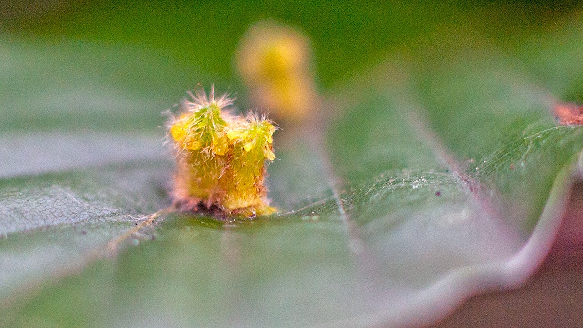 Hairy Beech Gall Midge [Hartigiola annulipes]