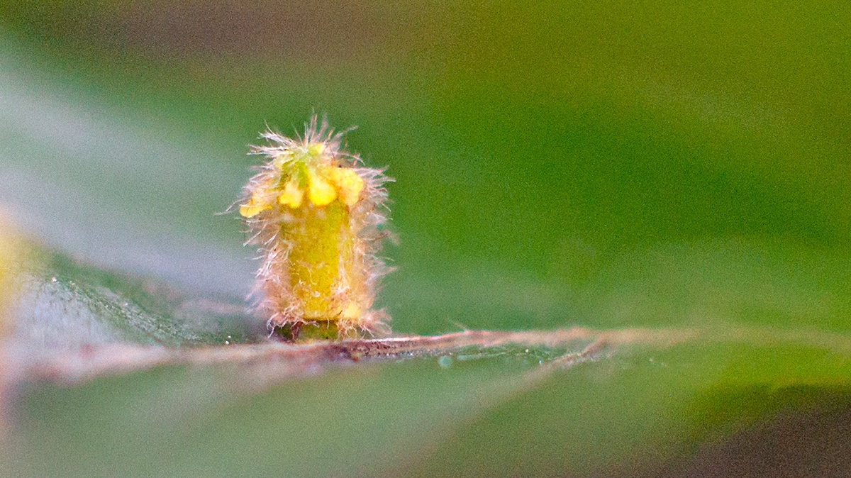 Hairy Beech Gall Midge [Hartigiola annulipes]