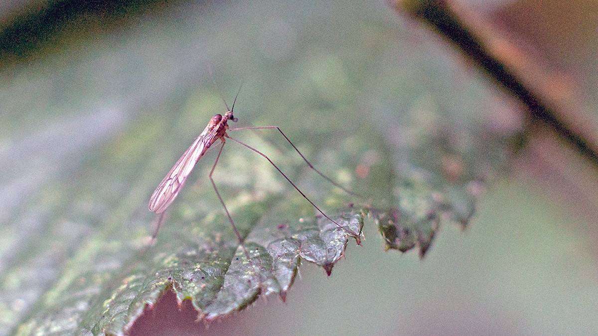 Banded Winter Gnat [Trichocera annulata]