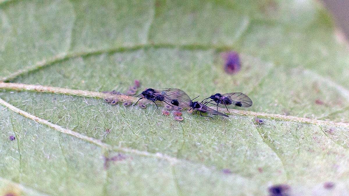 Common Dogwood-grass Aphid [Anoecia corni]
