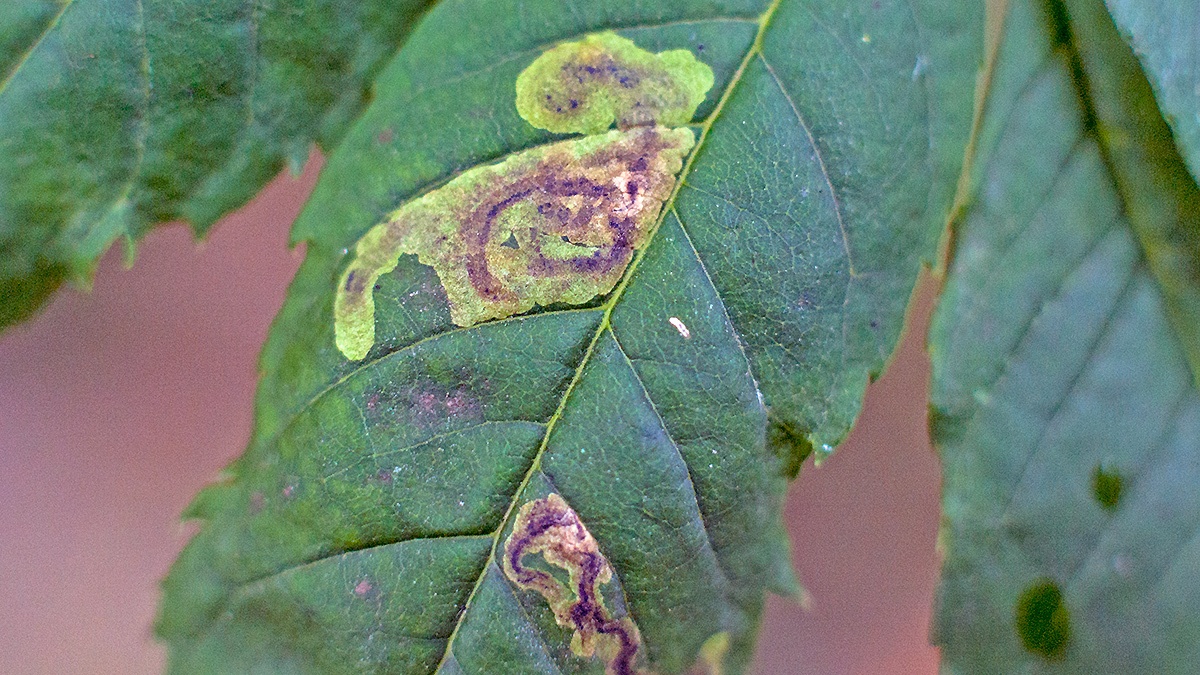 leaf-miner fly [Aulagromyza heringii]