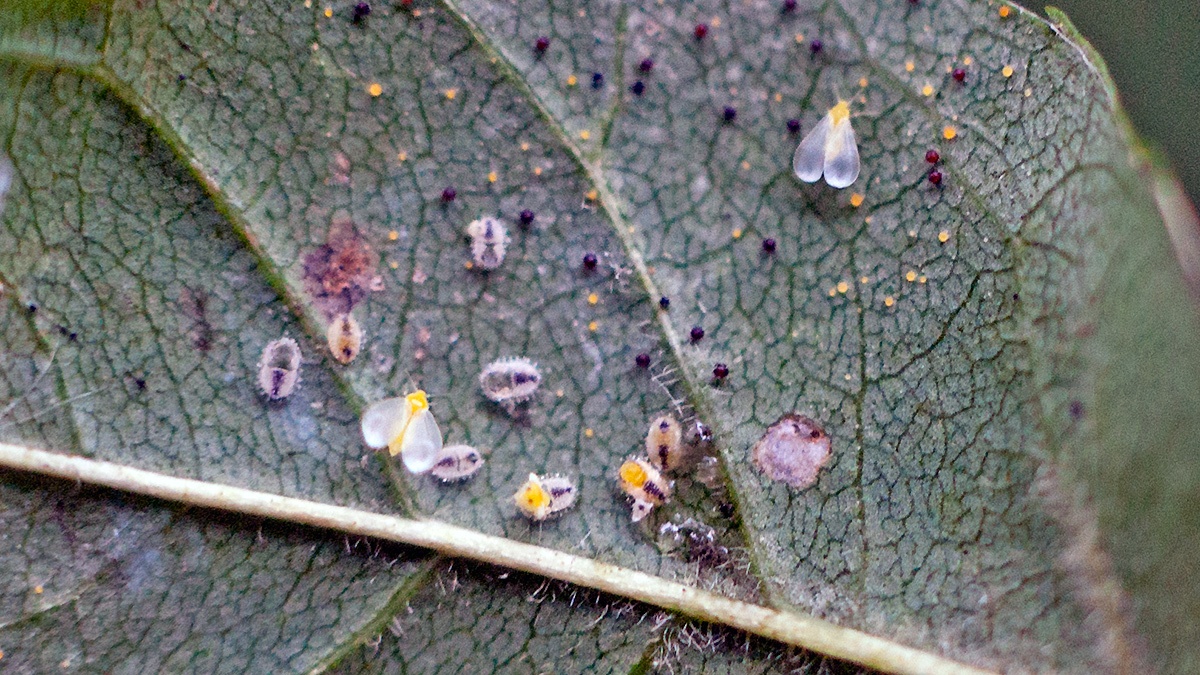 Ash Whitefly [Siphoninus phillyreae]