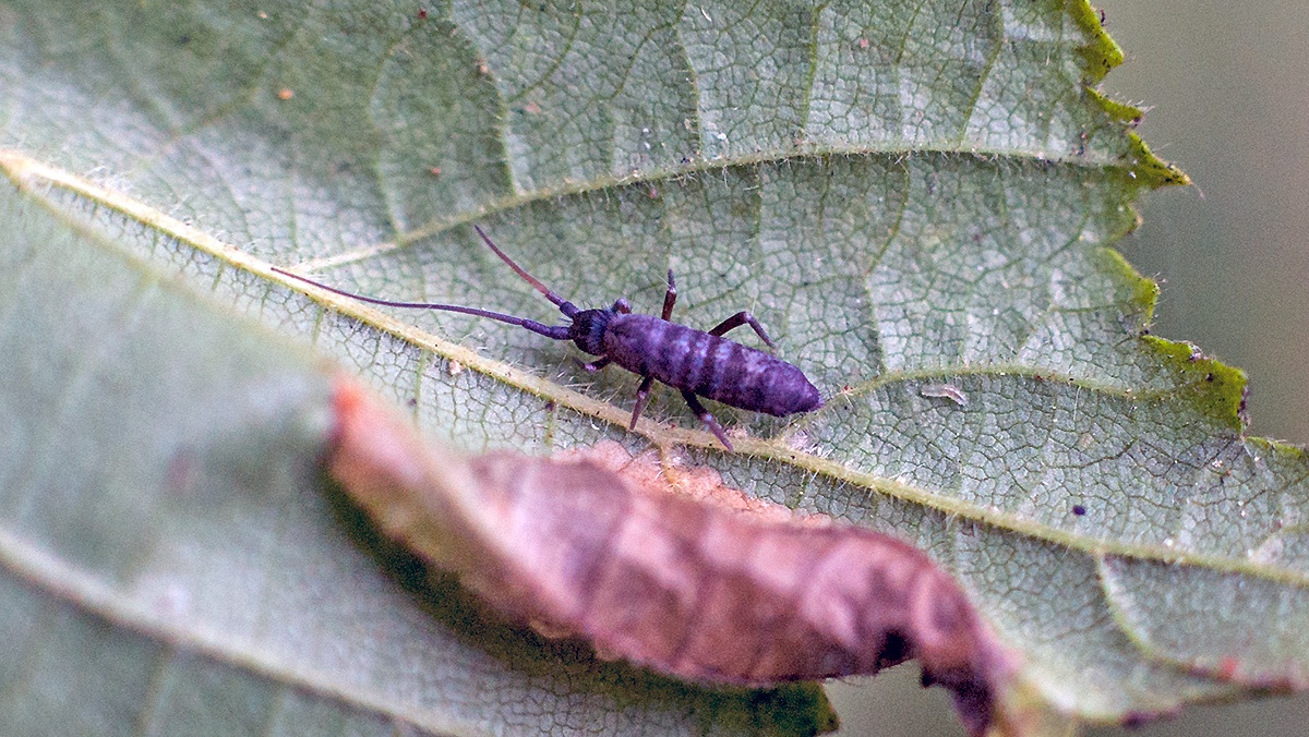 Long-horned Springtail [Pogonognathellus longicornis]
