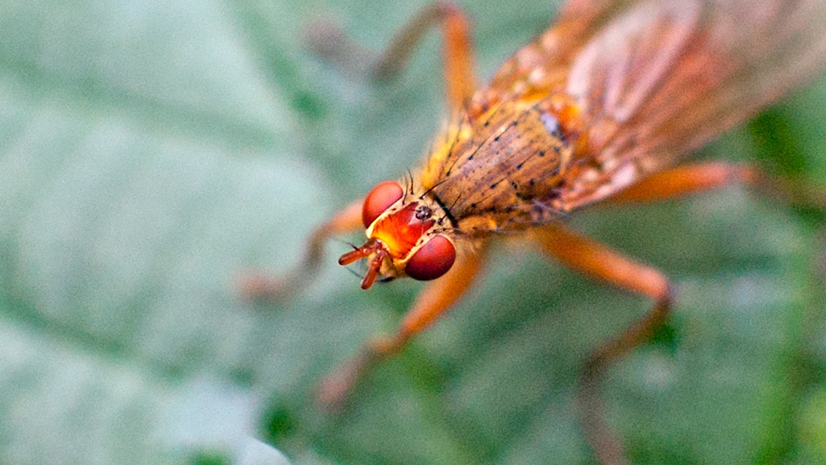 dung fly [Scathophaga sp.]