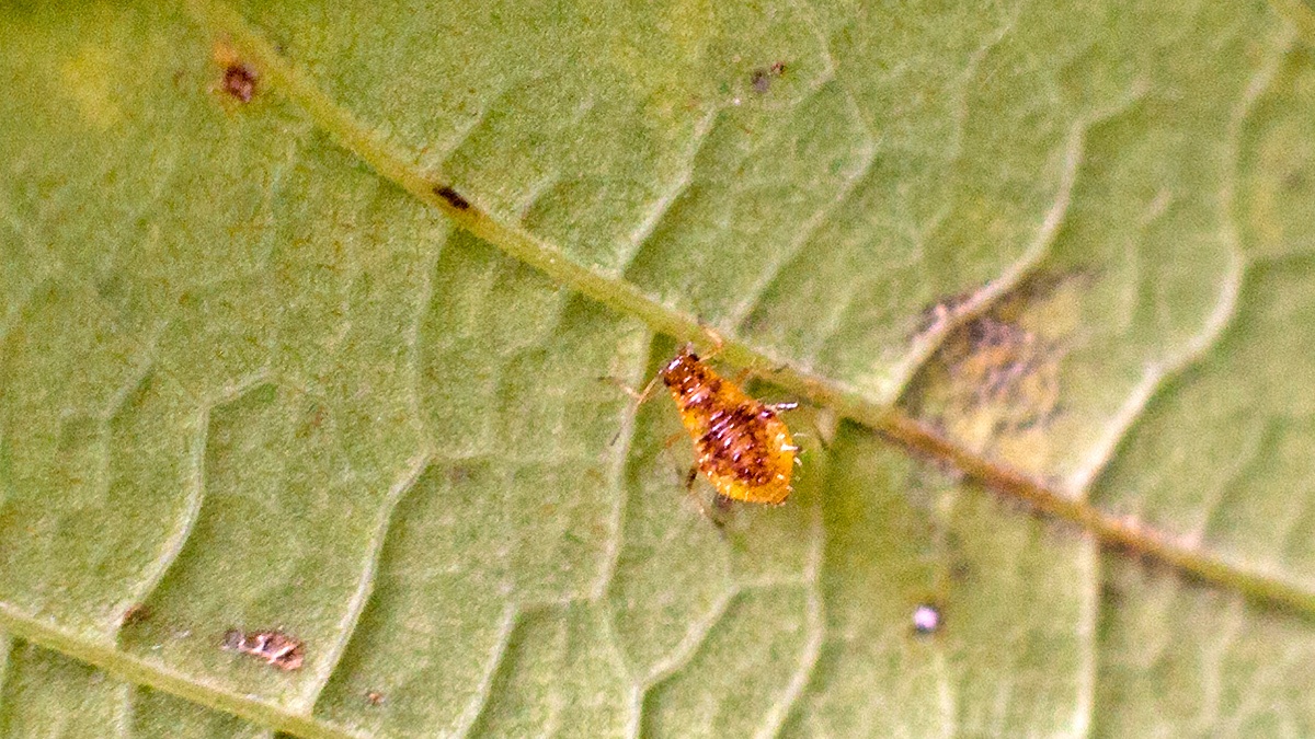 Common Periphyllus Aphid [Periphyllus testudinaceus?]
