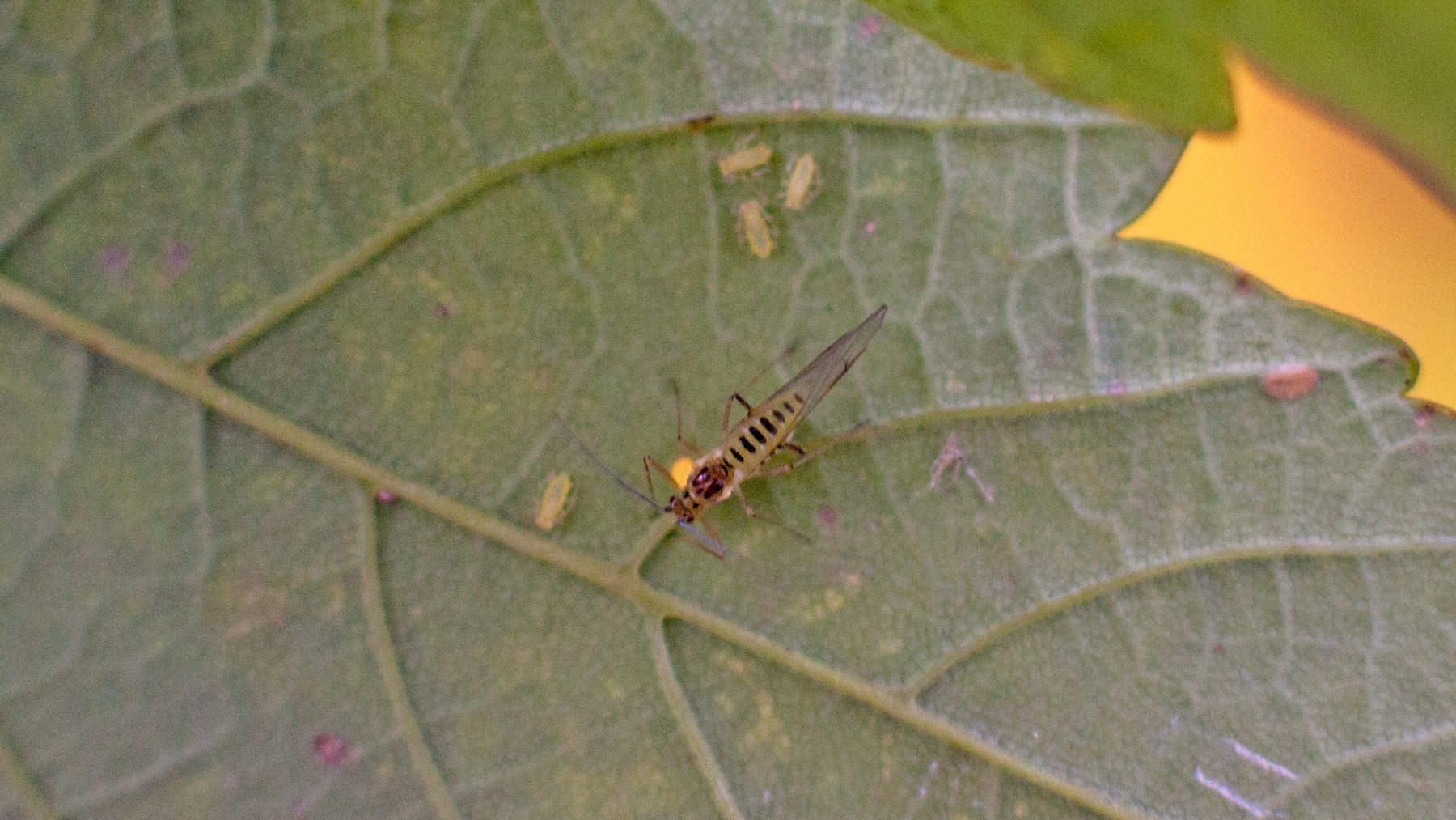 Common Sycamore Aphid [Drepanosiphum platanoidis]