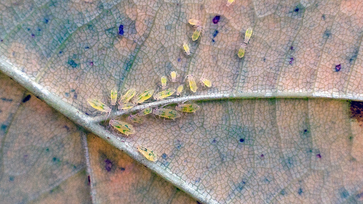 Sycamore Periphyllus Aphid [Periphyllus acericola]
