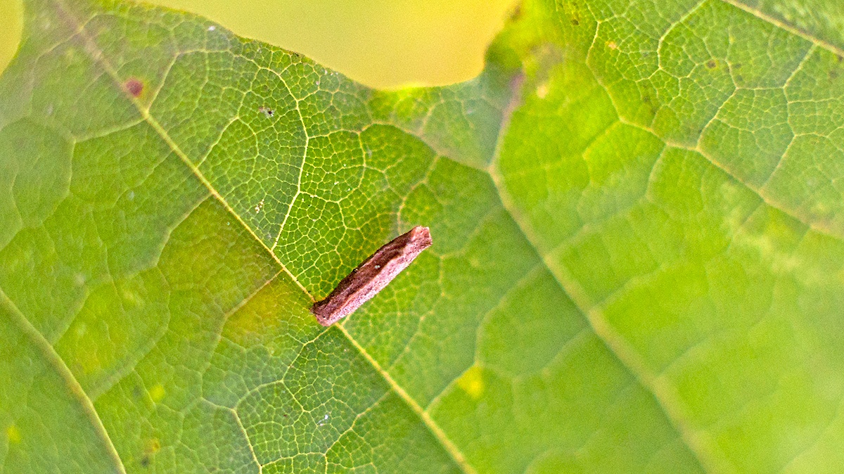 Small Elm Case-bearer [Coleophora badiipennella?]