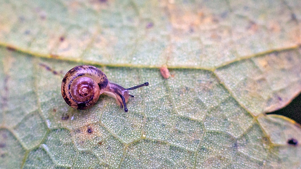 land snail [Cepaea sp.]