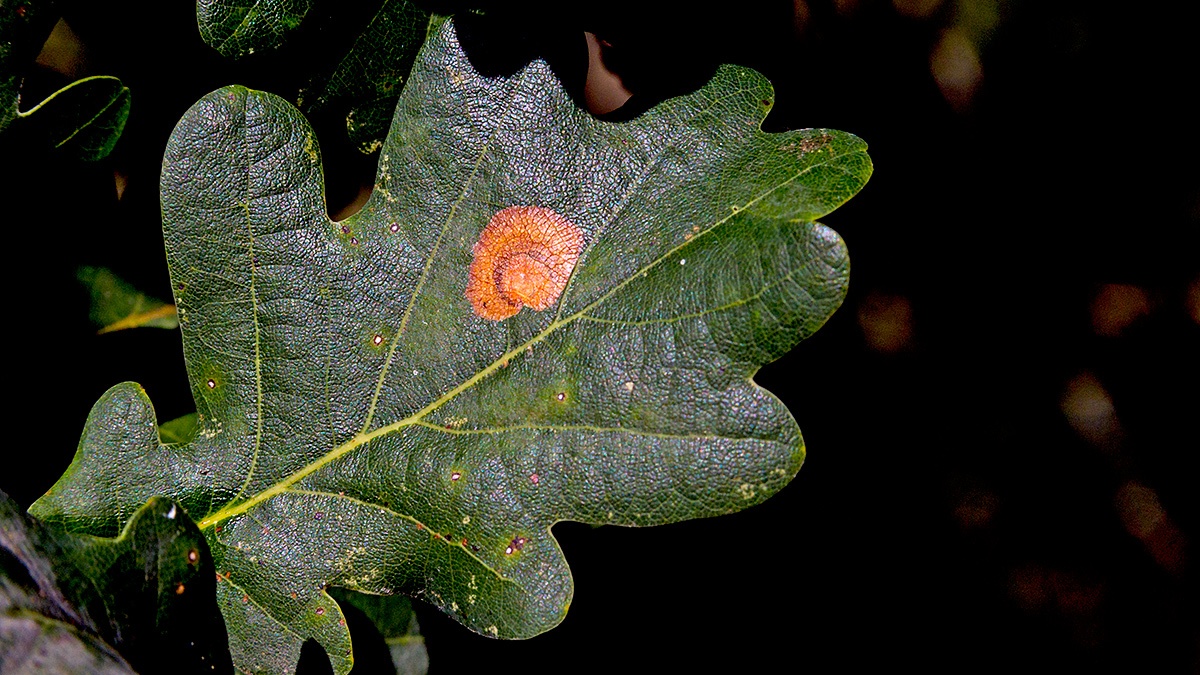 Moth larva leaf mine [Tischeria sp.]