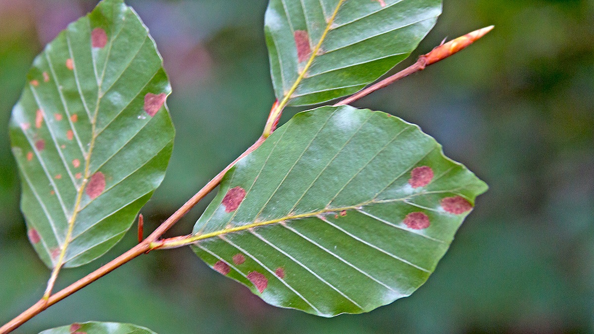 Beech Erineum Mite [Aceria nervisequa]