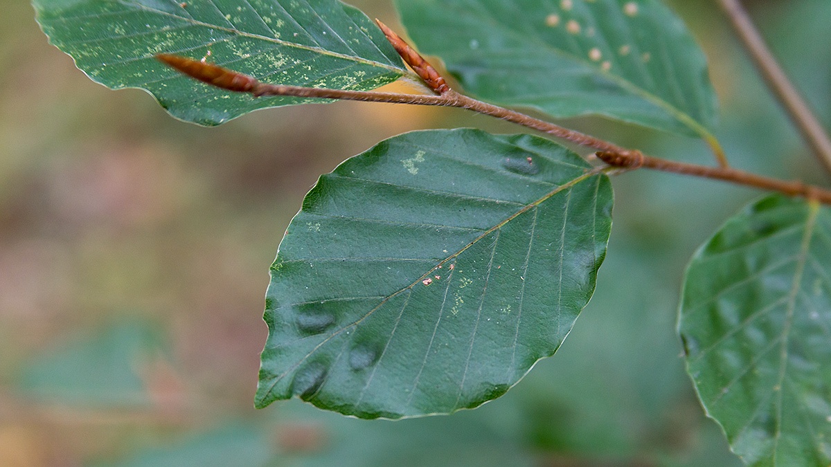 Beech Erineum Mite [Aceria nervisequa]