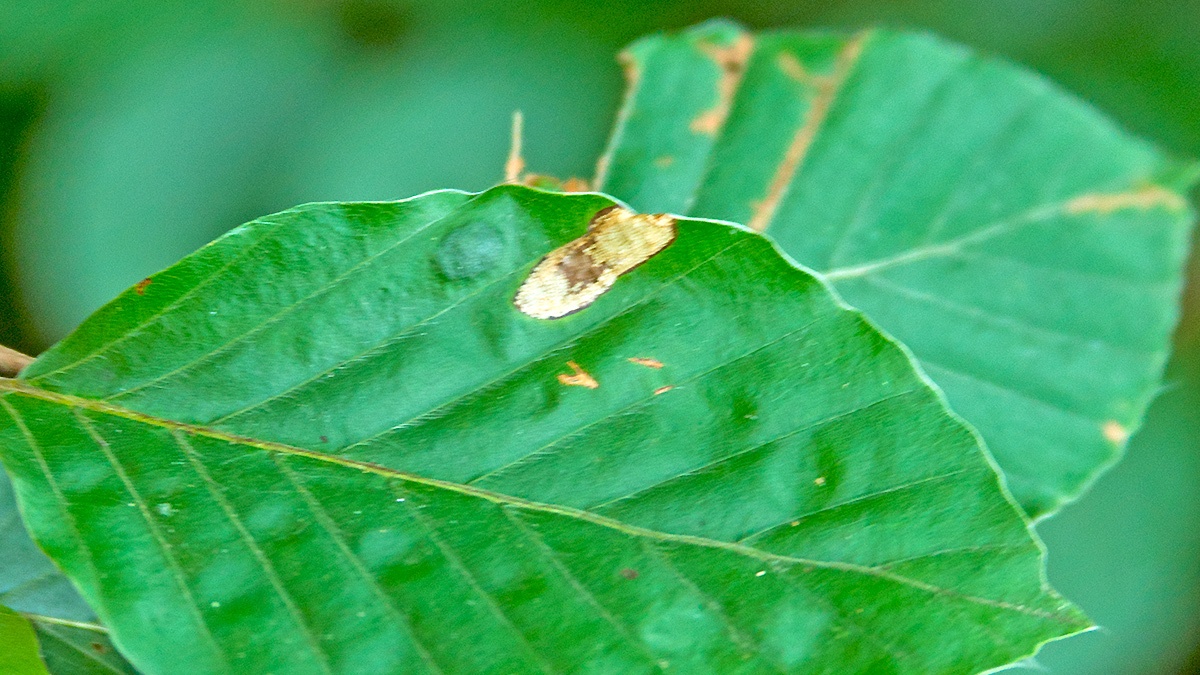 Ilex Leaf-miner [Phyllonorycter messaniella]