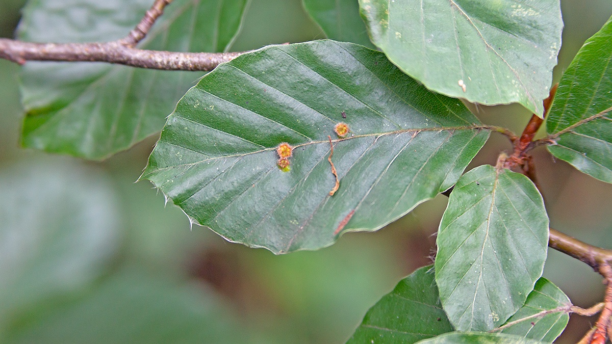 Hairy Beech Gall Midge [Hartigiola annulipes]