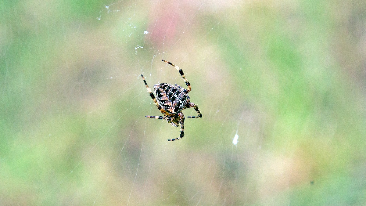 European Garden Spider [Araneus diadematus]