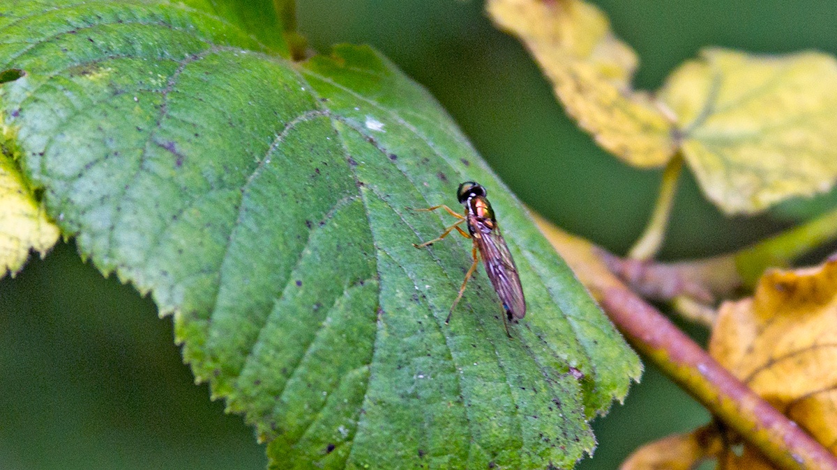 Twin-spot Centurion [Sargus bipunctatus]