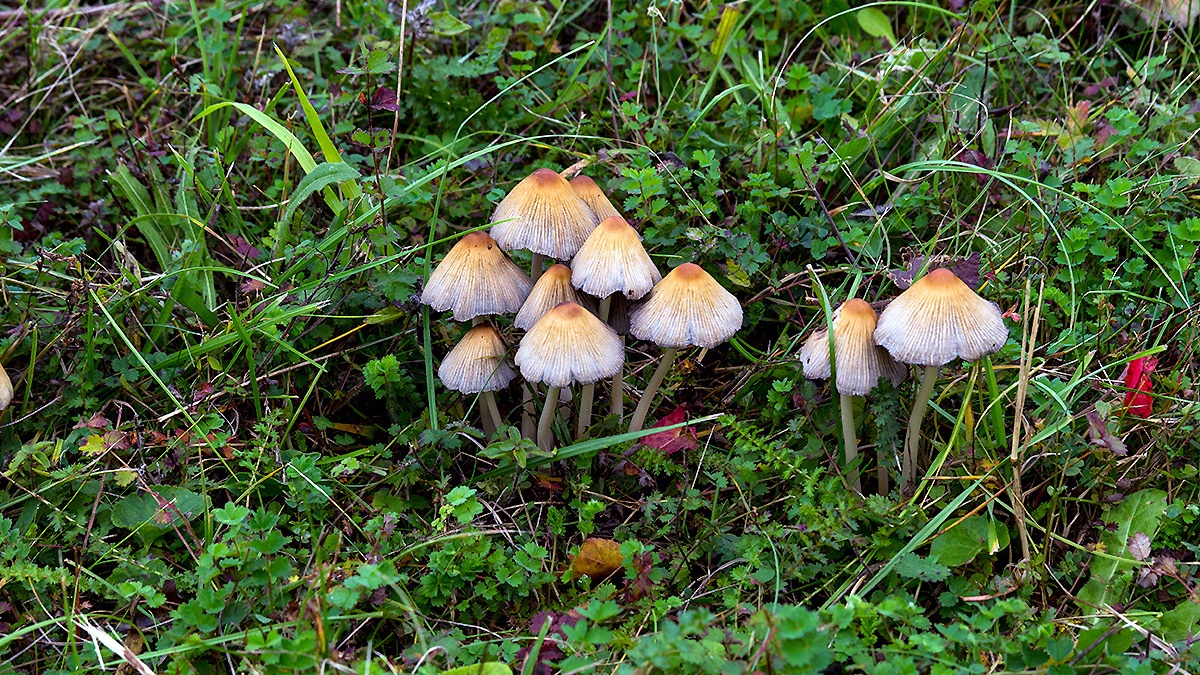 Mica Cap [Coprinellus micaceus?]
