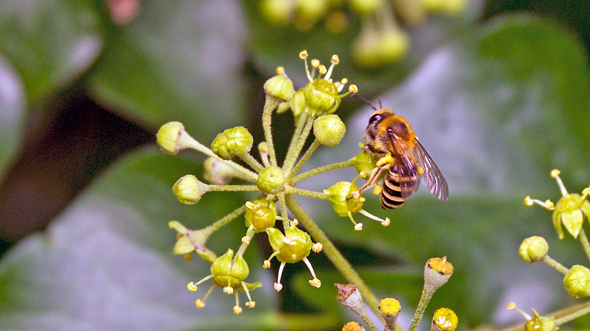 Ivy Bee [Colletes hederae]