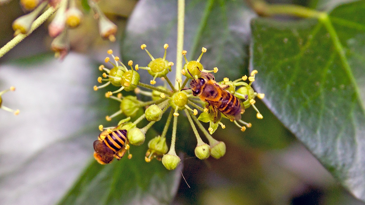 Ivy Bee [Colletes hederae]