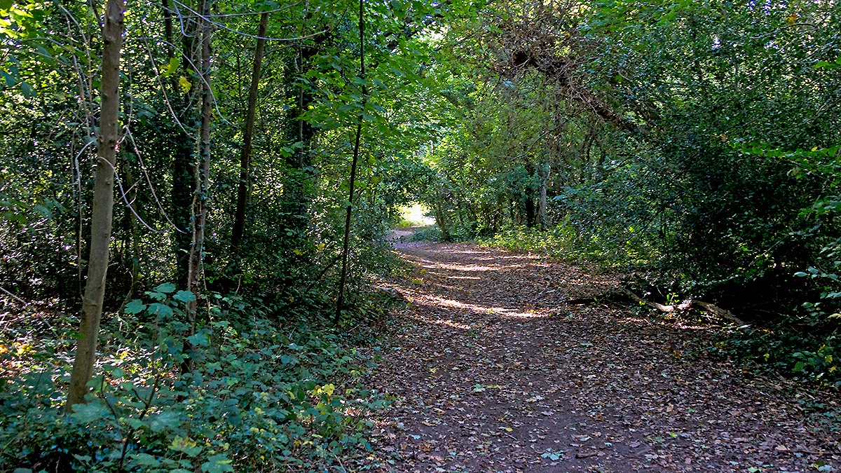 Autumn leaves starting to fall