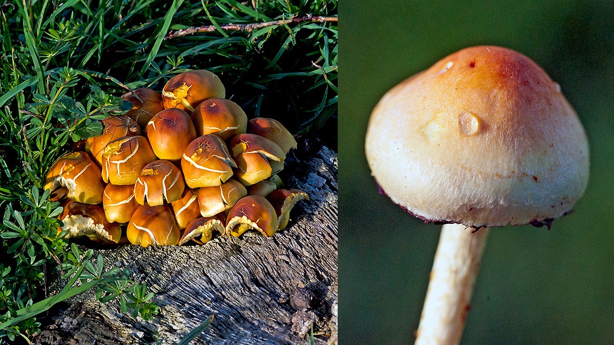 Sulphur Tuft [Hypholoma fasciculare?]