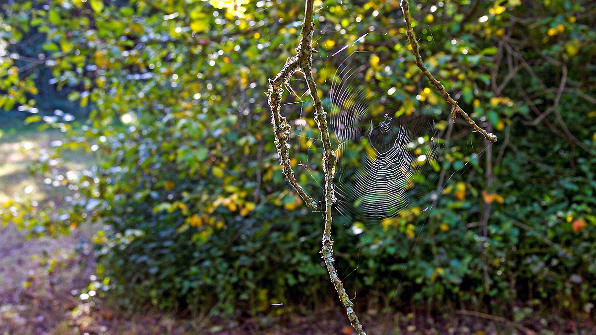 Spider web highlighted by low angle sun
