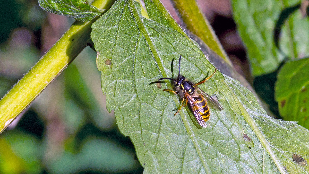 Common Wasp [Vespula vulgaris]