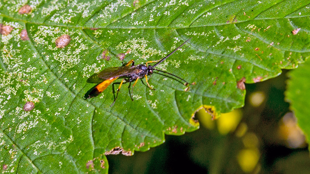 ichneumon wasp [Dusona circumspectans]