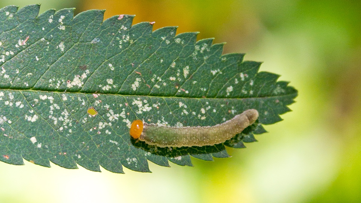 Curled Rose Sawfly [Allantus cinctus]