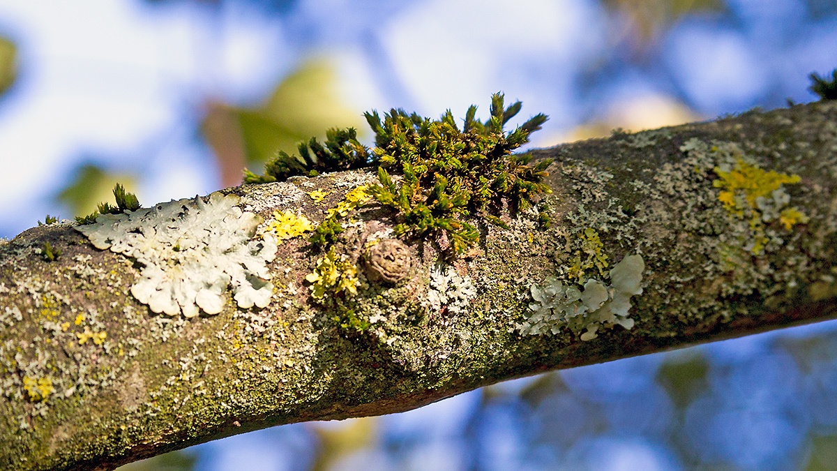 Lichen and moss on a sycamore branch