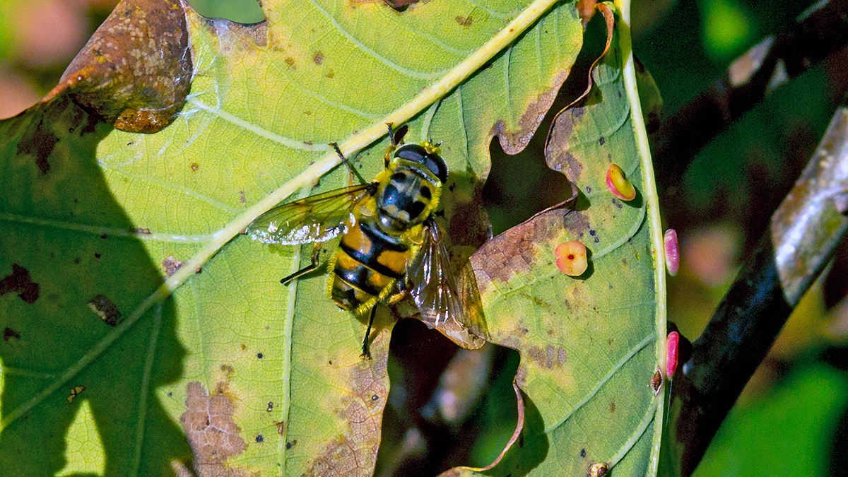 Batman Hoverfly [Myathropa florea]