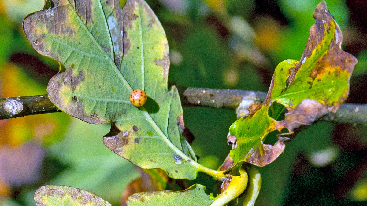 Oyster Gall [Neuroterus anthracinus]