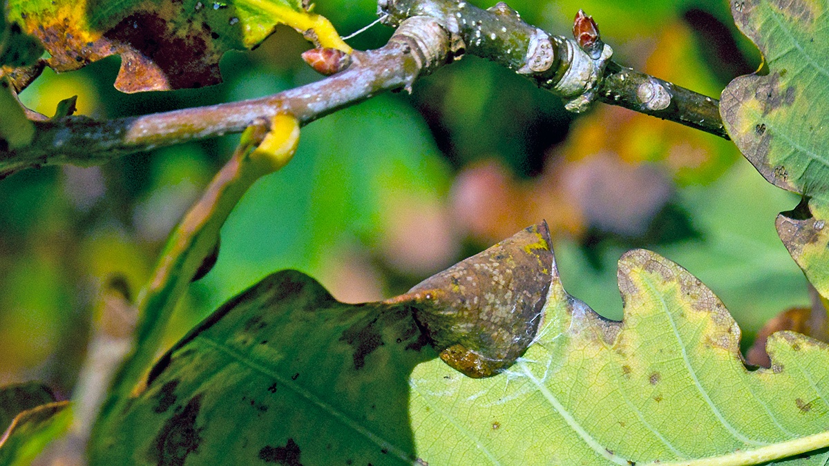 Oak Stilt/Shaded Oak Stilt [Caloptilia alchimiella/robustella agg.]