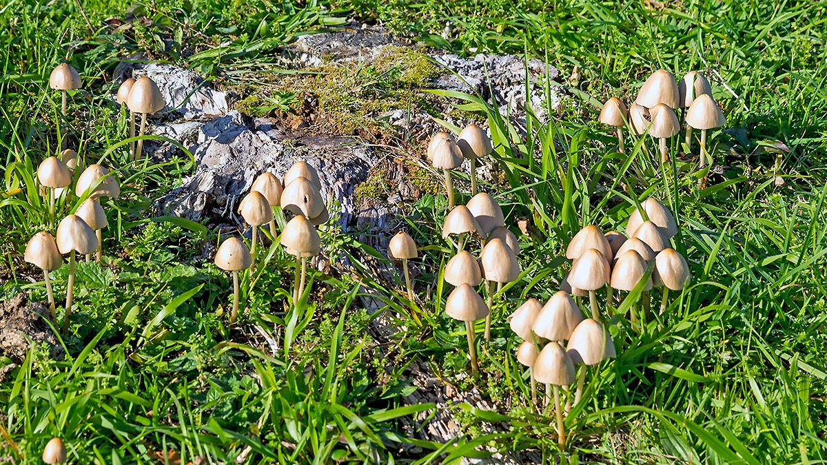 Sulphur Tuft [Hypholoma fasciculare?]