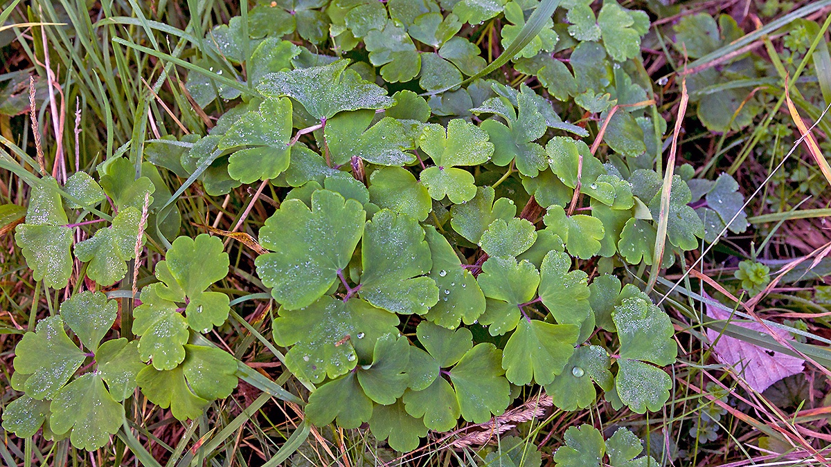Columbine [Aquilegia vulgaris]