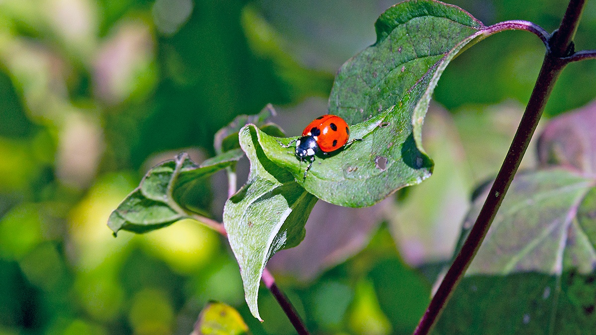Seven-spot Ladybird [Coccinella septempunctata]