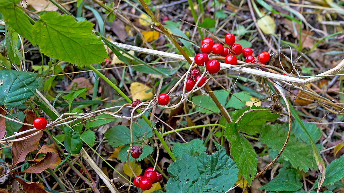 Black Bryony [Dioscorea communis]