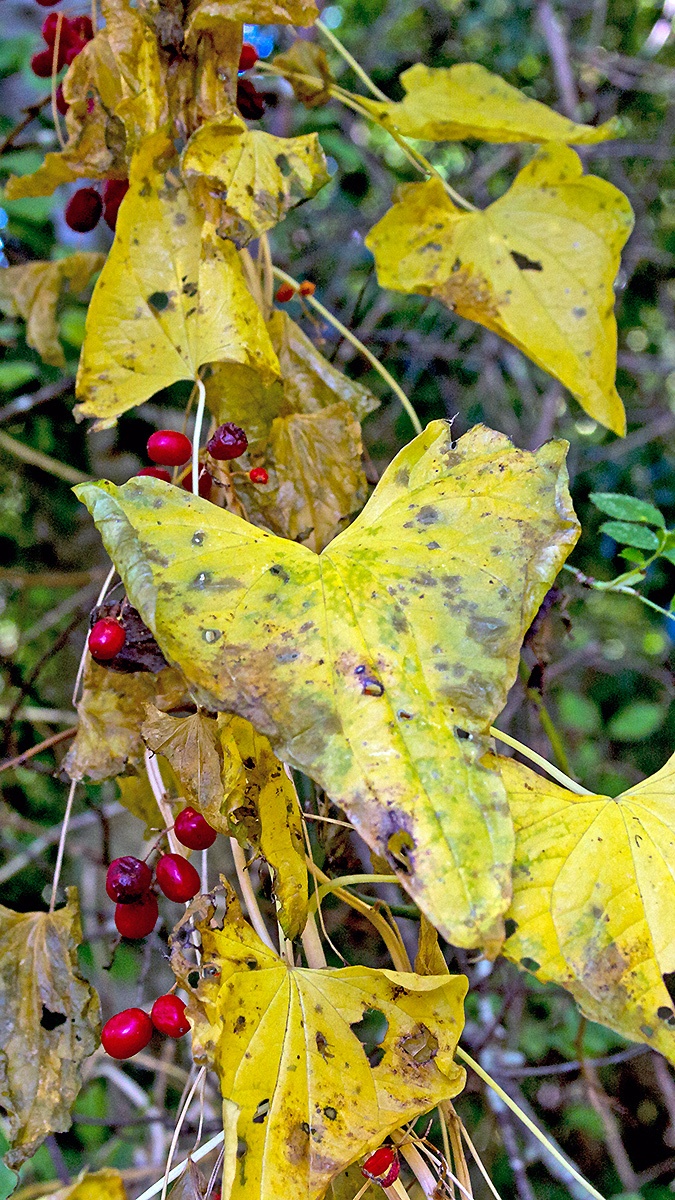 Black Bryony [Dioscorea communis]
