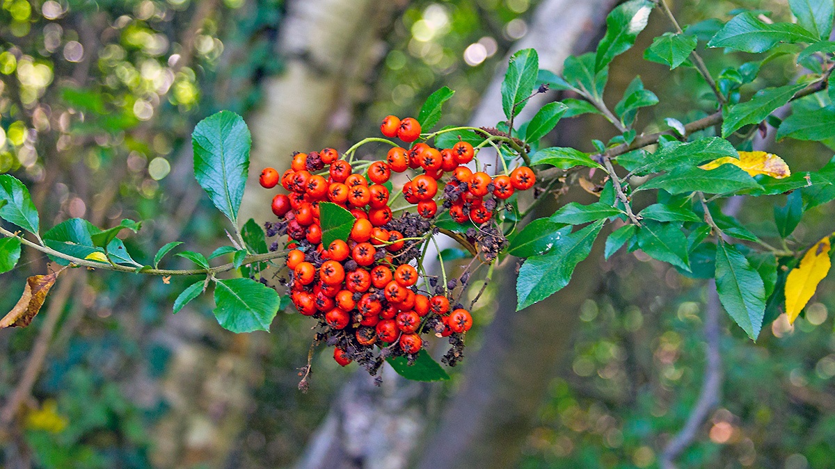 Tree Cotoneaster [Cotoneaster frigidus]
