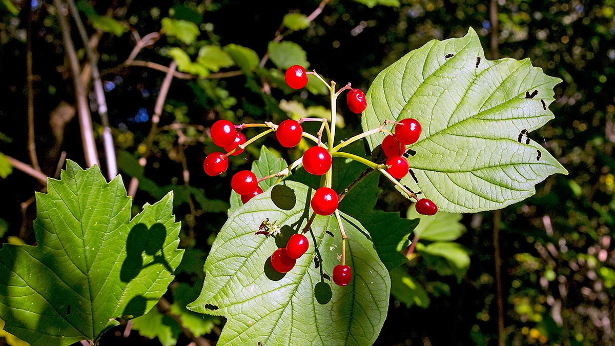 Guelder-rose [Viburnum opulus]
