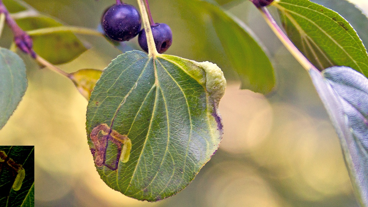 Buckthorn Dot moth [Stigmella catharticella]