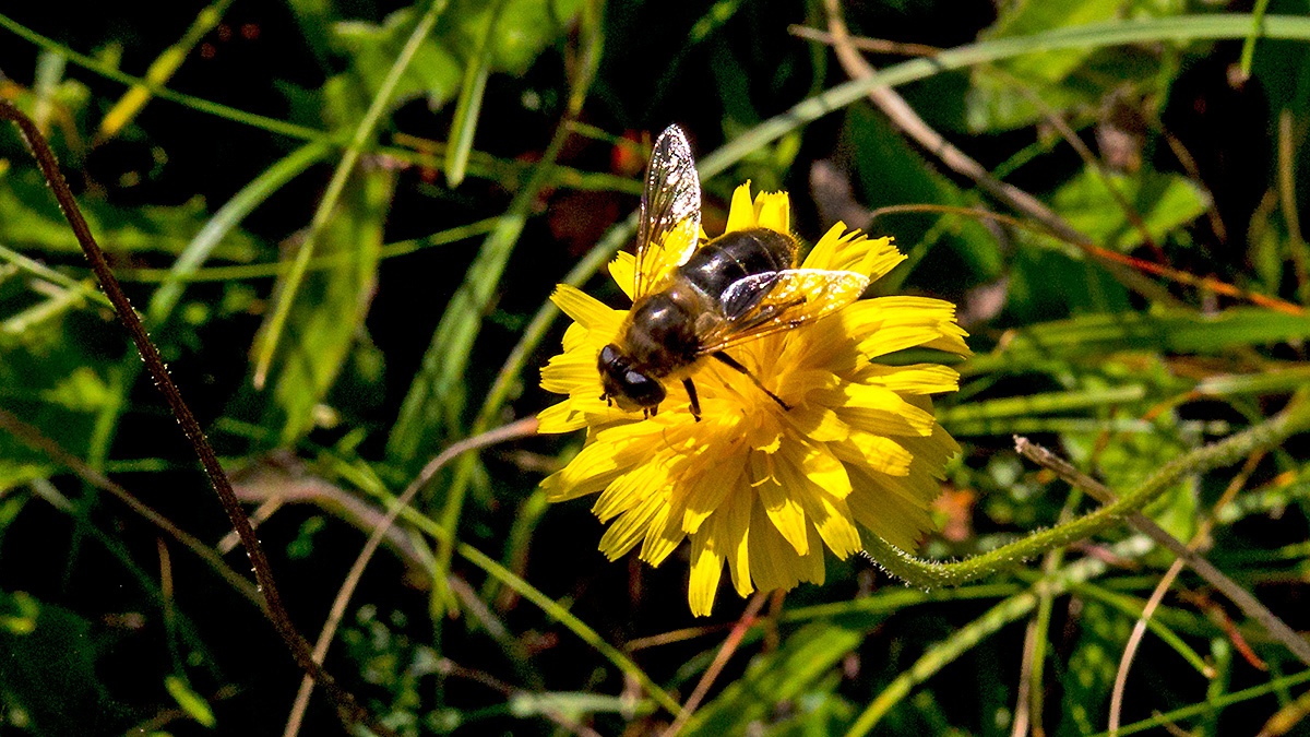 Plain-faced Drone Fly [Eristalis arbustorum]
